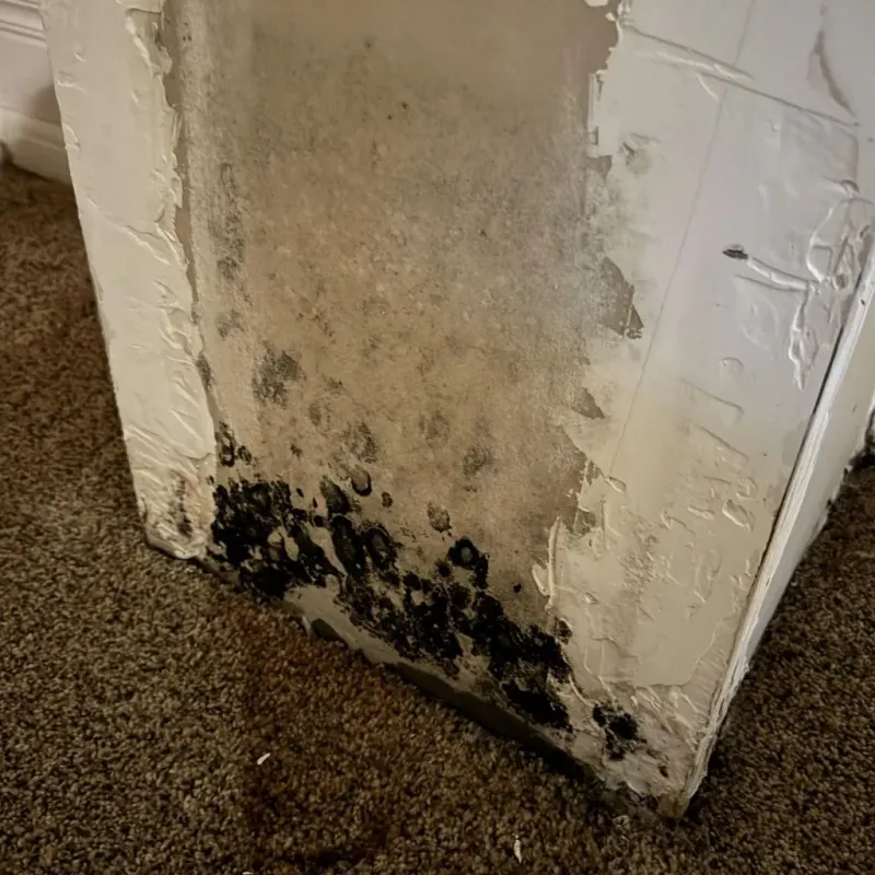 Professional Mold Removal in Stanleytown, VA